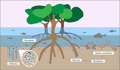 Preliminary study on microplastic abundance in mangrove sediment cores at Mae Klong River, upper Gulf of Thailand